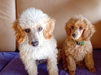 Poodle puppies in Down
