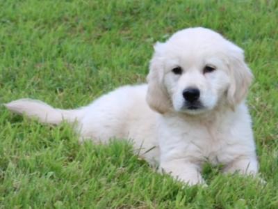 Beautiful show quality IKC Registered female Golden Retriever puppy available in Offaly