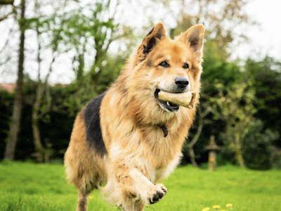 German Shepherd puppies for sale in Cork