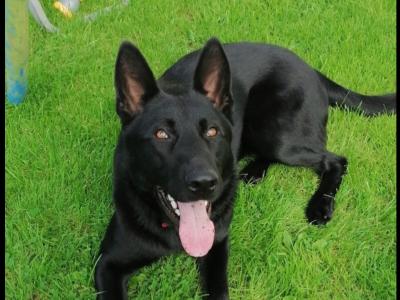 German Shepherd puppies for sale in Cork