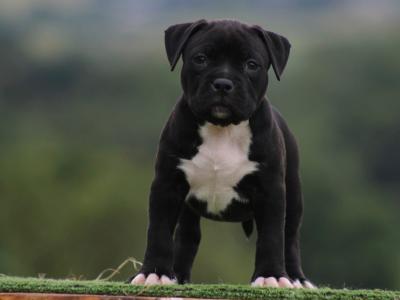 Stunning American Bully puppies in Cavan