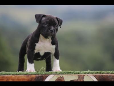 Stunning American Bully puppies in Cavan