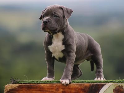Stunning American Bully puppies in Cavan