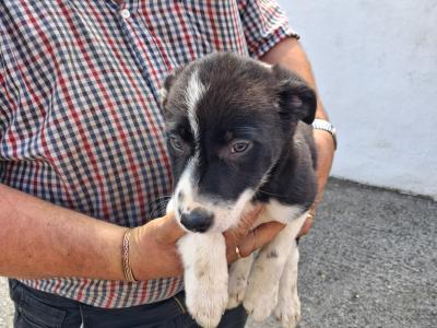 4 Beautiful Blue Merle Collie puppies left for sale in Cavan