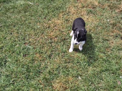 4 Beautiful Blue Merle Collie puppies left for sale in Cavan