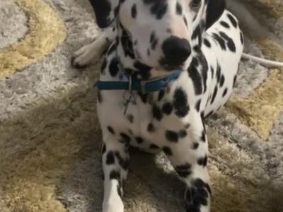 5Dalmatian puppies ready to go