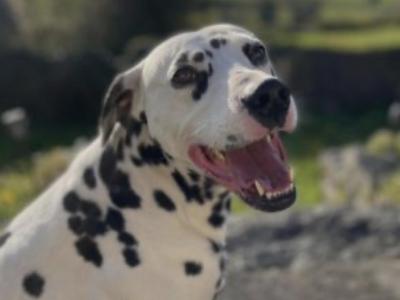 5Dalmatian puppies ready to go