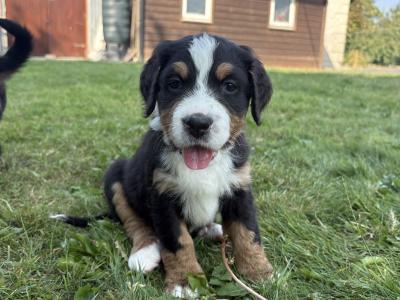 Bernese Mountain Dog x Newfoundland puppies for sale in Carlow
