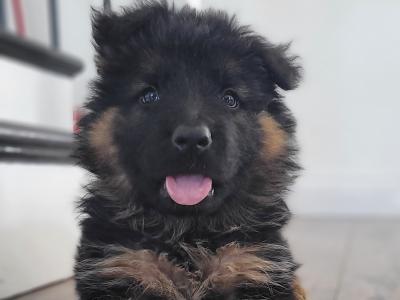 Long Haired German Shepherd puppies in Laois – Pedigree Registered