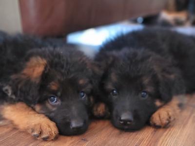 Long Haired German Shepherd puppies in Laois – Pedigree Registered