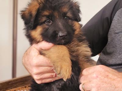 Long Haired German Shepherd puppies in Laois – Pedigree Registered
