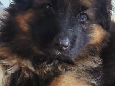 Long Haired German Shepherd puppies in Laois – Pedigree Registered