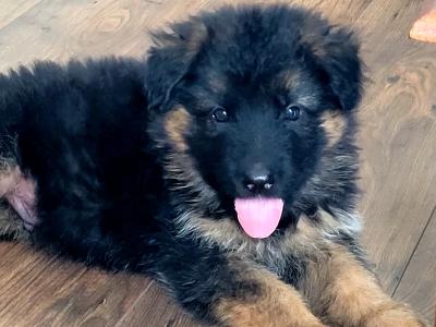 Long Haired German Shepherd puppies in Laois – Pedigree Registered