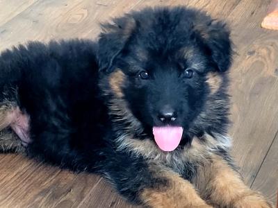 Long Haired German Shepherd puppies in Laois – Pedigree Registered
