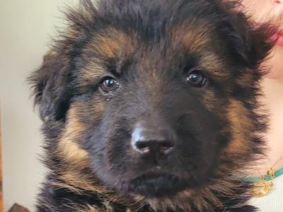Long Haired German Shepherd puppies in Laois – Pedigree Registered