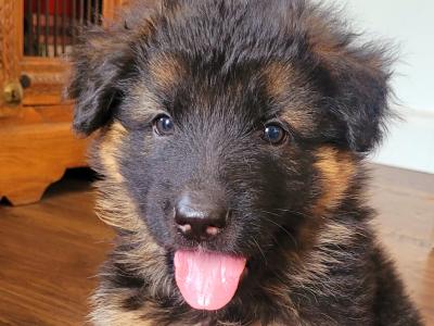 Long Haired German Shepherd puppies in Laois – Pedigree Registered