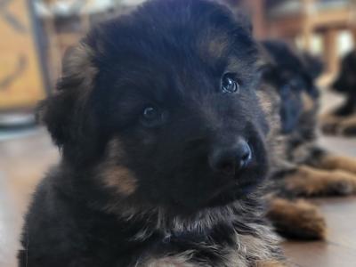 Long Haired German Shepherd puppies in Laois – Pedigree Registered
