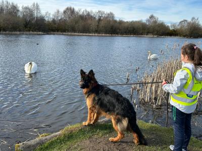 Long Haired German Shepherd puppies in Laois – Pedigree Registered