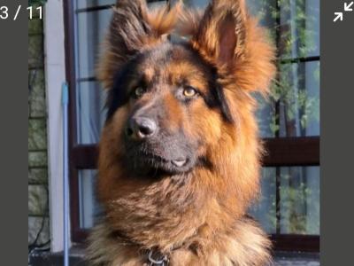 Long Haired German Shepherd puppies in Laois – Pedigree Registered