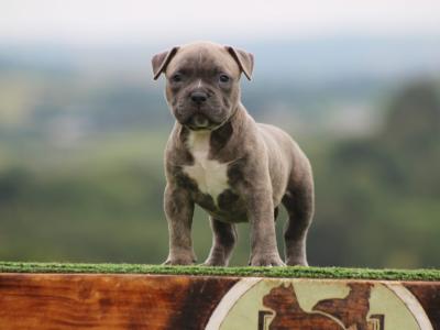 Stunning American Bully puppies in Cavan