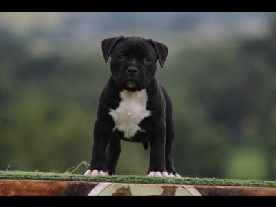 Stunning American Bully puppies in Cavan