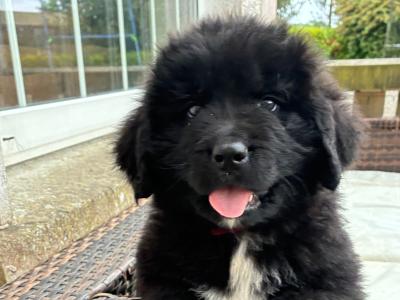 Purebred IKC Registered Newfoundland puppies in Monaghan