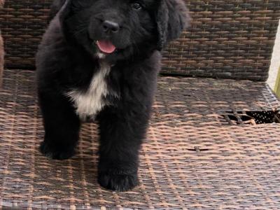 Purebred IKC Registered Newfoundland puppies in Monaghan