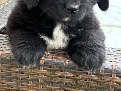 Purebred IKC Registered Newfoundland puppies in Monaghan