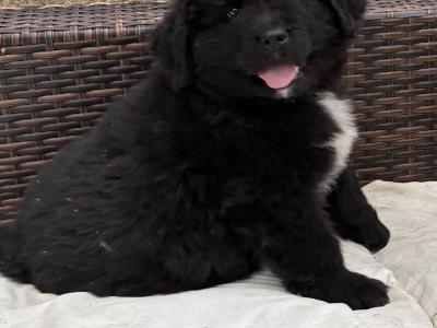 Purebred IKC Registered Newfoundland puppies in Monaghan