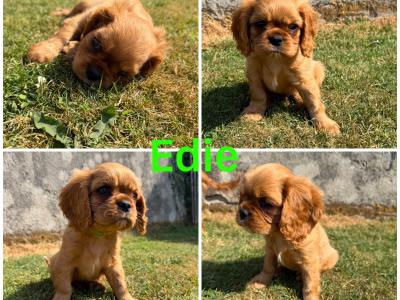 IKC Registered Cavalier King Charles Spaniel puppies