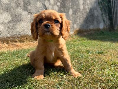 IKC Registered Cavalier King Charles Spaniel puppies