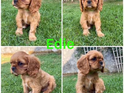 IKC Registered Cavalier King Charles Spaniel puppies