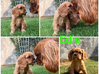 IKC Registered Cavalier King Charles Spaniel puppies