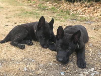 German Shepherd puppies for sale in Cork