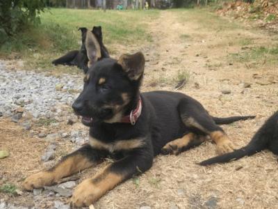 German Shepherd puppies for sale in Cork