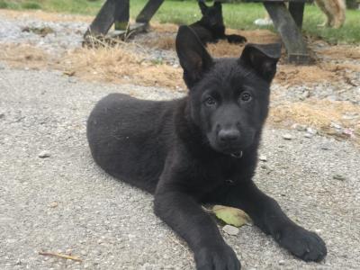 German Shepherd puppies for sale in Cork