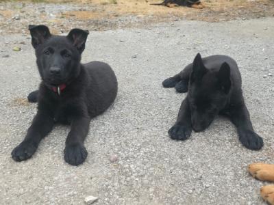 German Shepherd puppies for sale in Cork