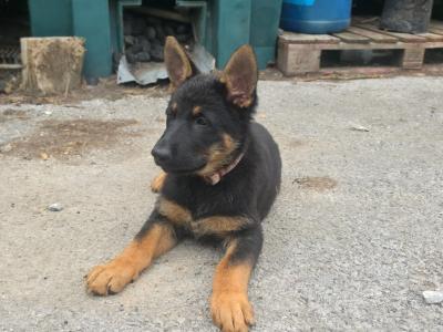 German Shepherd puppies for sale in Cork