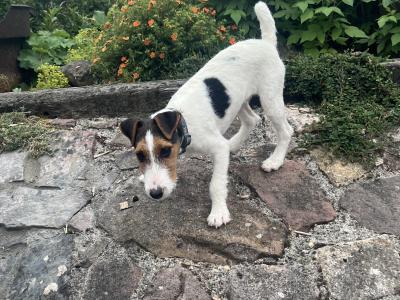 Lovely male Fox Terrier x Parson Russell Terrier puppy in Limerick