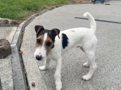 Lovely male Fox Terrier x Parson Russell Terrier puppy in Limerick