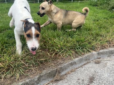 Lovely male Fox Terrier x Parson Russell Terrier puppy in Limerick