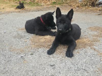 German Shepherd puppies for sale in Cork
