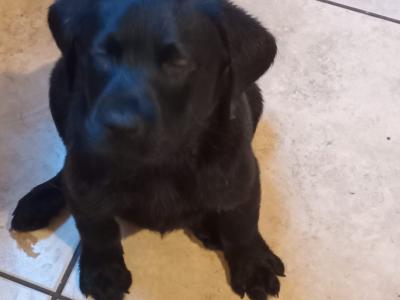 5 Labrador puppies in Donegal