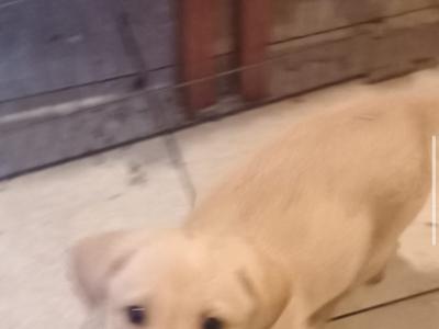 5 Labrador puppies in Donegal