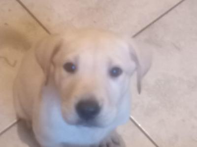 5 Labrador puppies in Donegal