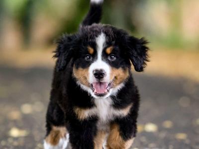 2 IKC Registered Bernese Mountain Dog puppies in Carlow