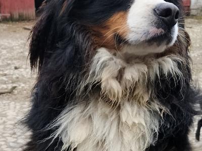 2 IKC Registered Bernese Mountain Dog puppies in Carlow