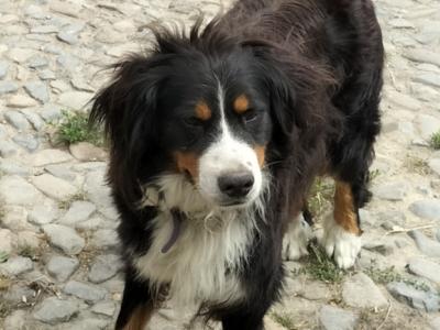 2 IKC Registered Bernese Mountain Dog puppies in Carlow