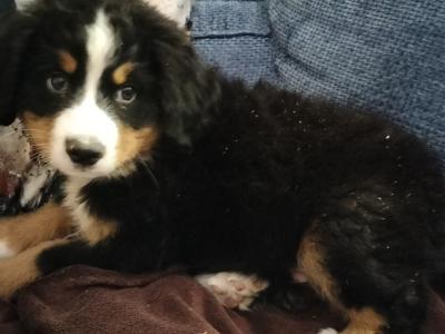 2 IKC Registered Bernese Mountain Dog puppies in Carlow