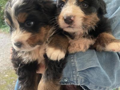 2 IKC Registered Bernese Mountain Dog puppies in Carlow